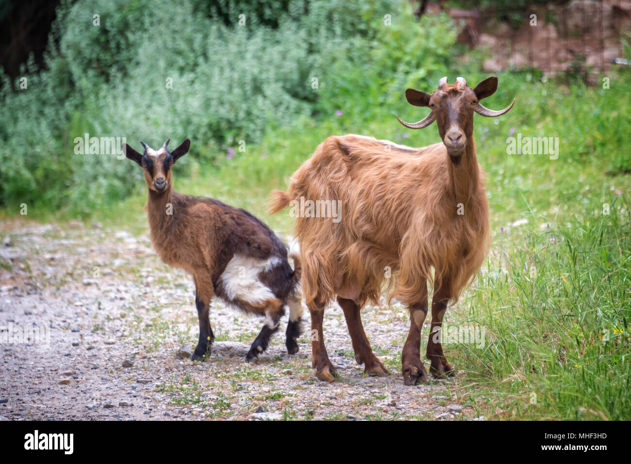 Curioso di capra e il suo ragazzo in un percorso di trekking in Creta, Grecia Foto Stock