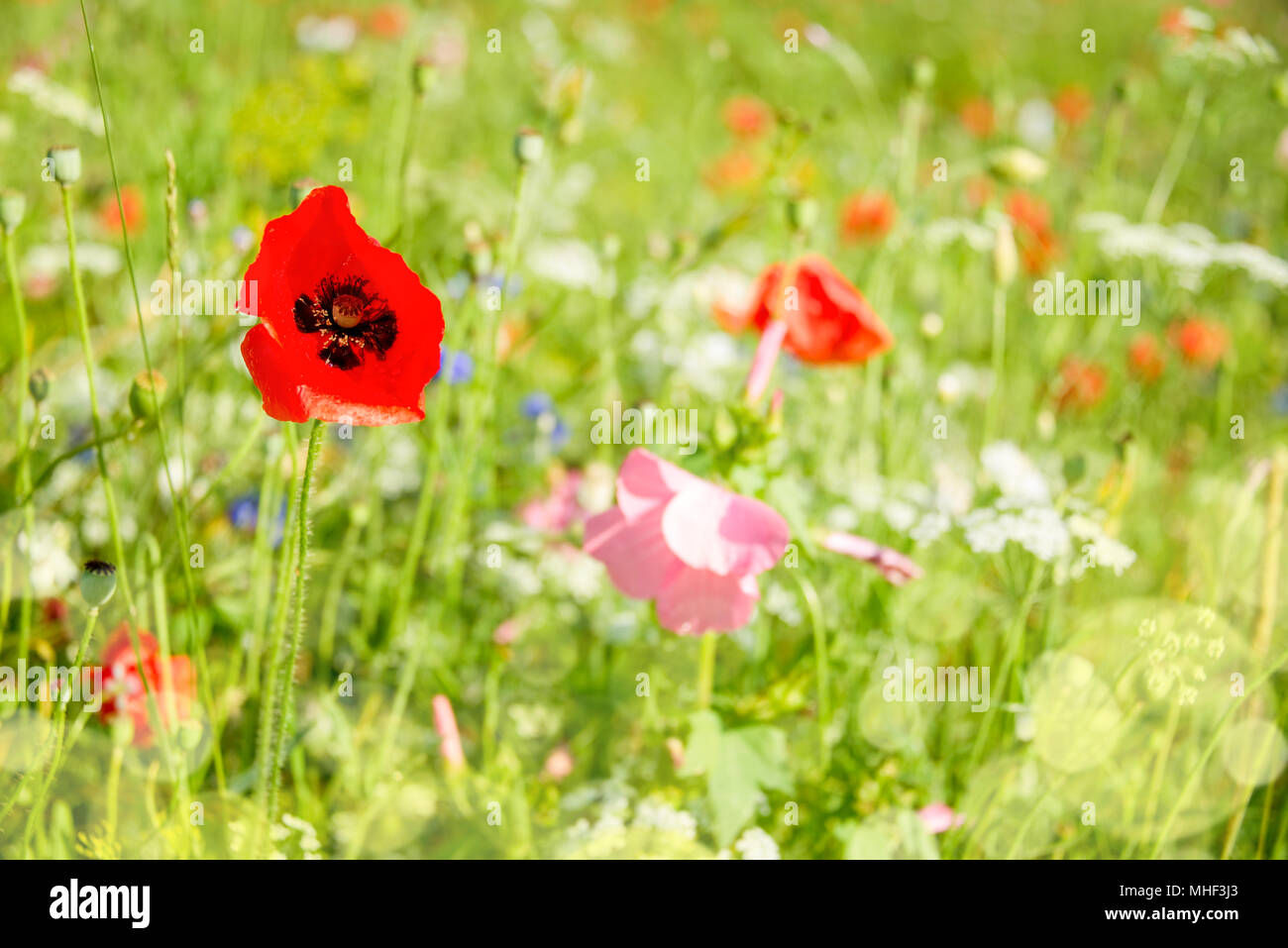 Close up di papaveri e fiori di campo in un campo Foto Stock