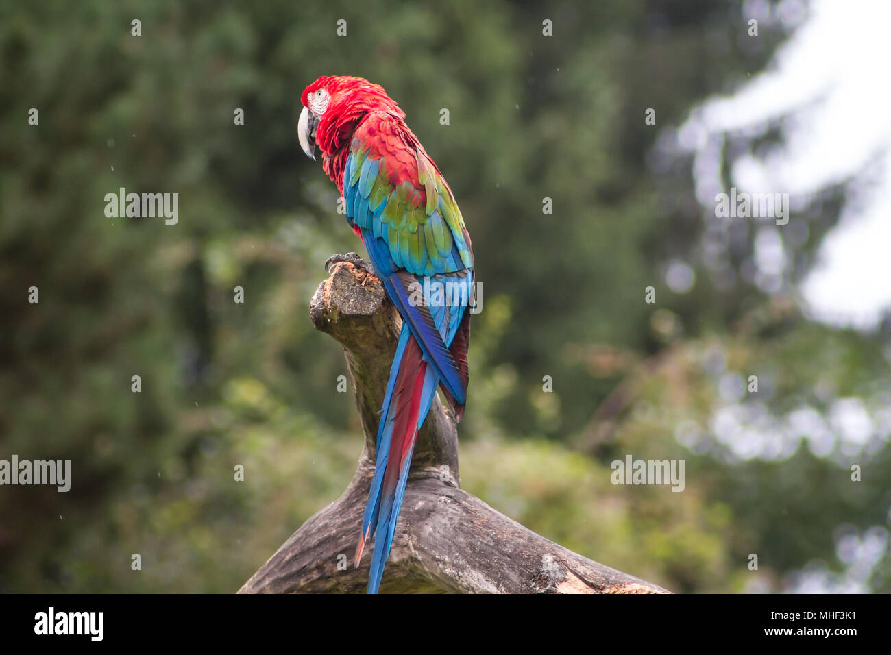 Crimson macaw (Ara chloroptera) Foto Stock