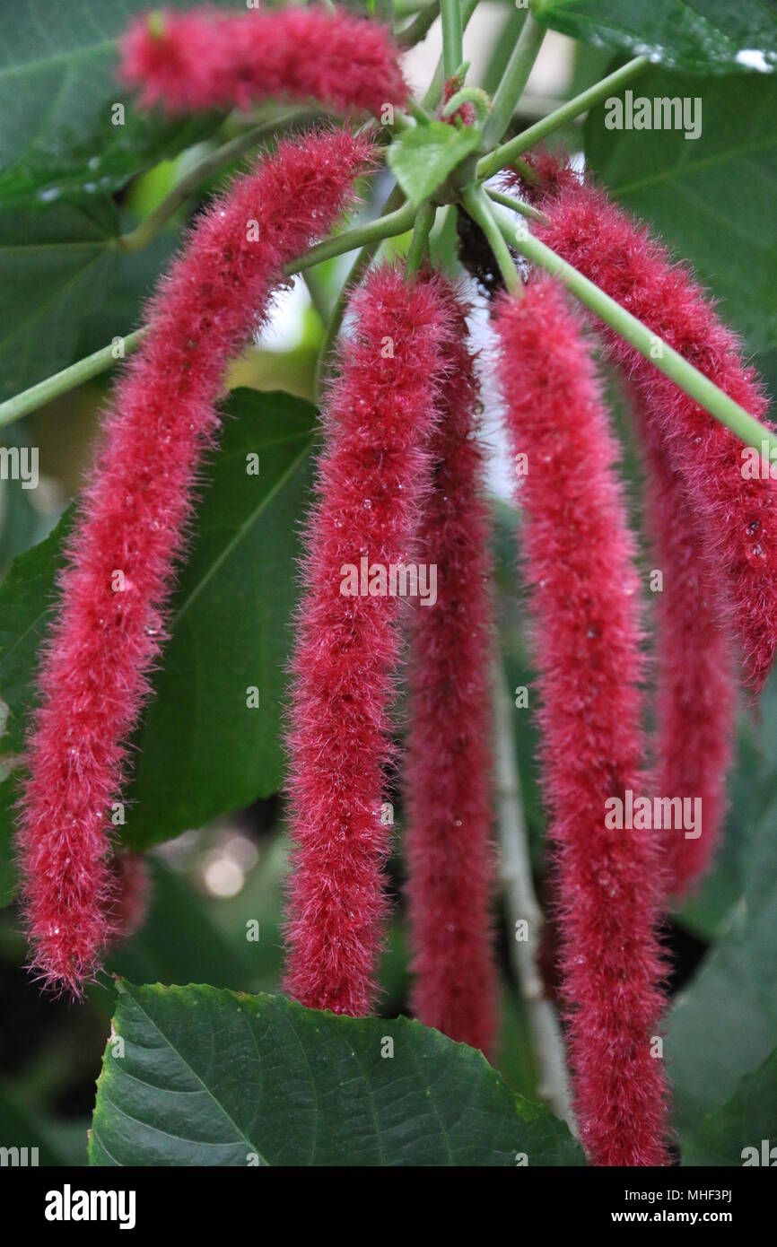 Piante tropicali con fiori di colore rosso nel giardino botanico Foto Stock