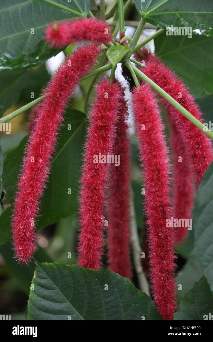 Piante tropicali con fiori di colore rosso nel giardino botanico Foto Stock