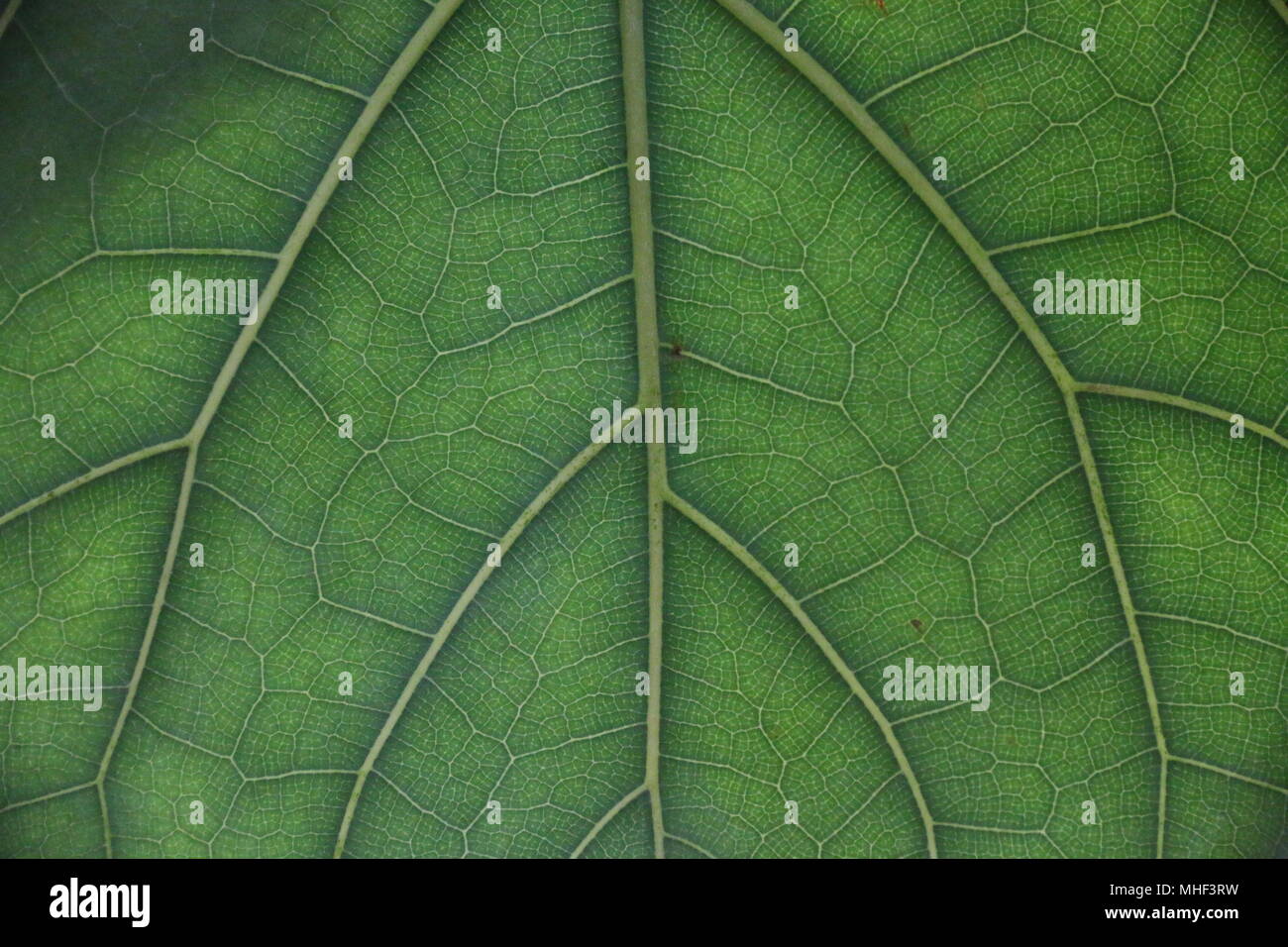 Verde Tropical foglie, piante verdi Foto Stock