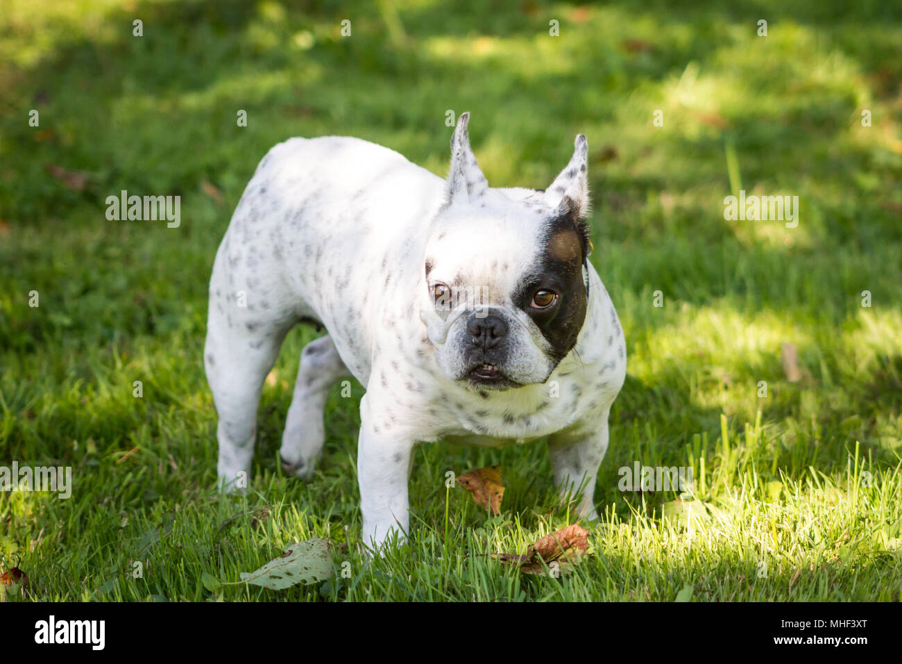 Bianco Nero Pezzati Bulldog Francese Cane Femmina In Una Giornata Di