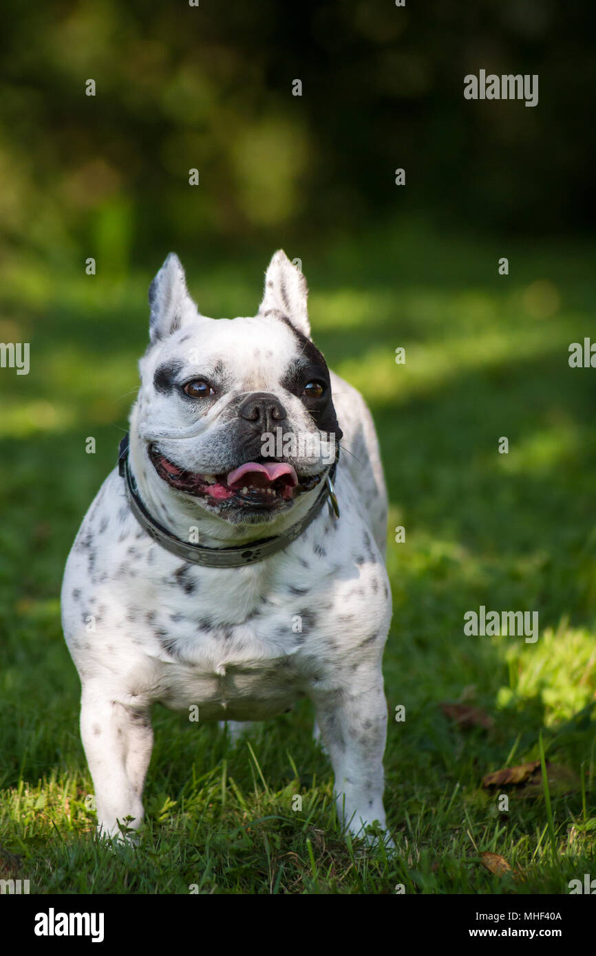 Bianco Nero Pezzati Bulldog Francese Cane Femmina In Una Giornata Di