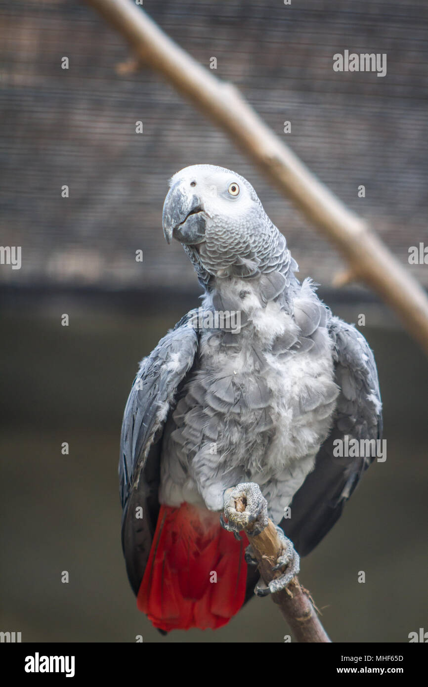 Pappagallo grigio africano (Psittacus erithacus) in cattività Foto Stock