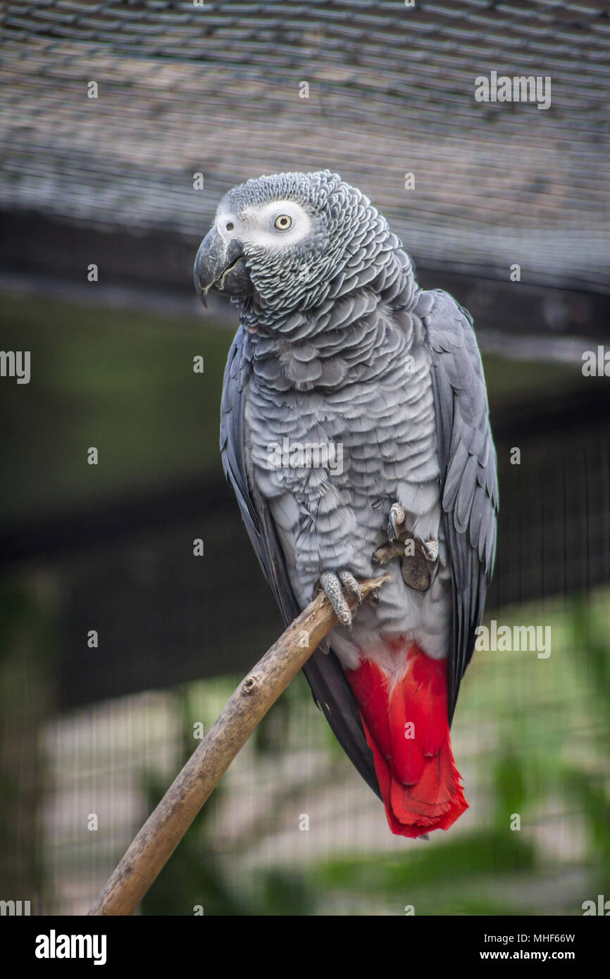 Pappagallo grigio africano (Psittacus erithacus) in cattività Foto Stock