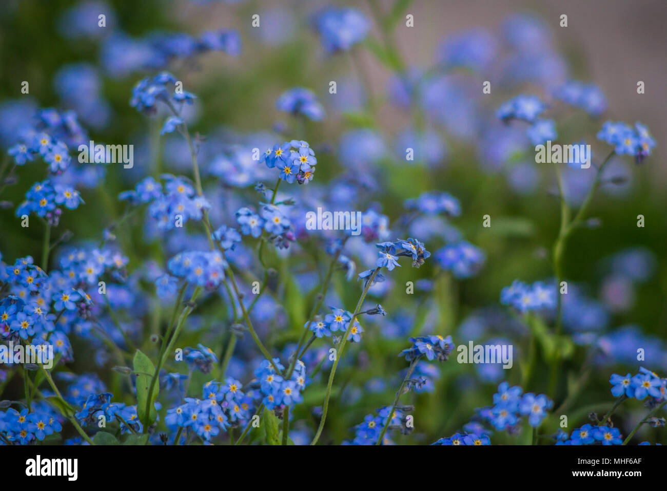 Dimenticare me not (Myosotis) Foto Stock