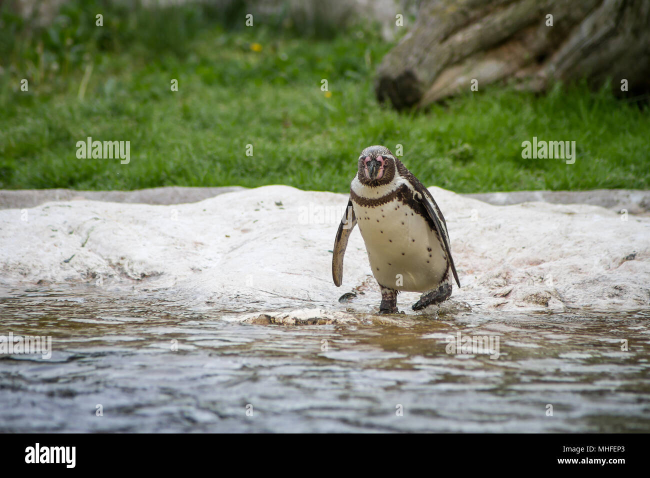 Blackfooted penguin (Spheniscus demersus) in un zoo Foto Stock
