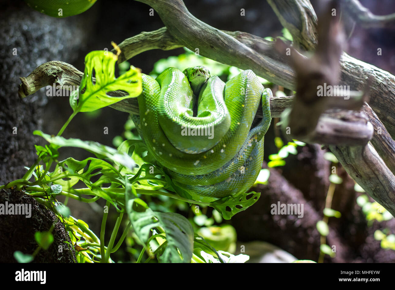 Green Tree python (Morelia viridis) Foto Stock