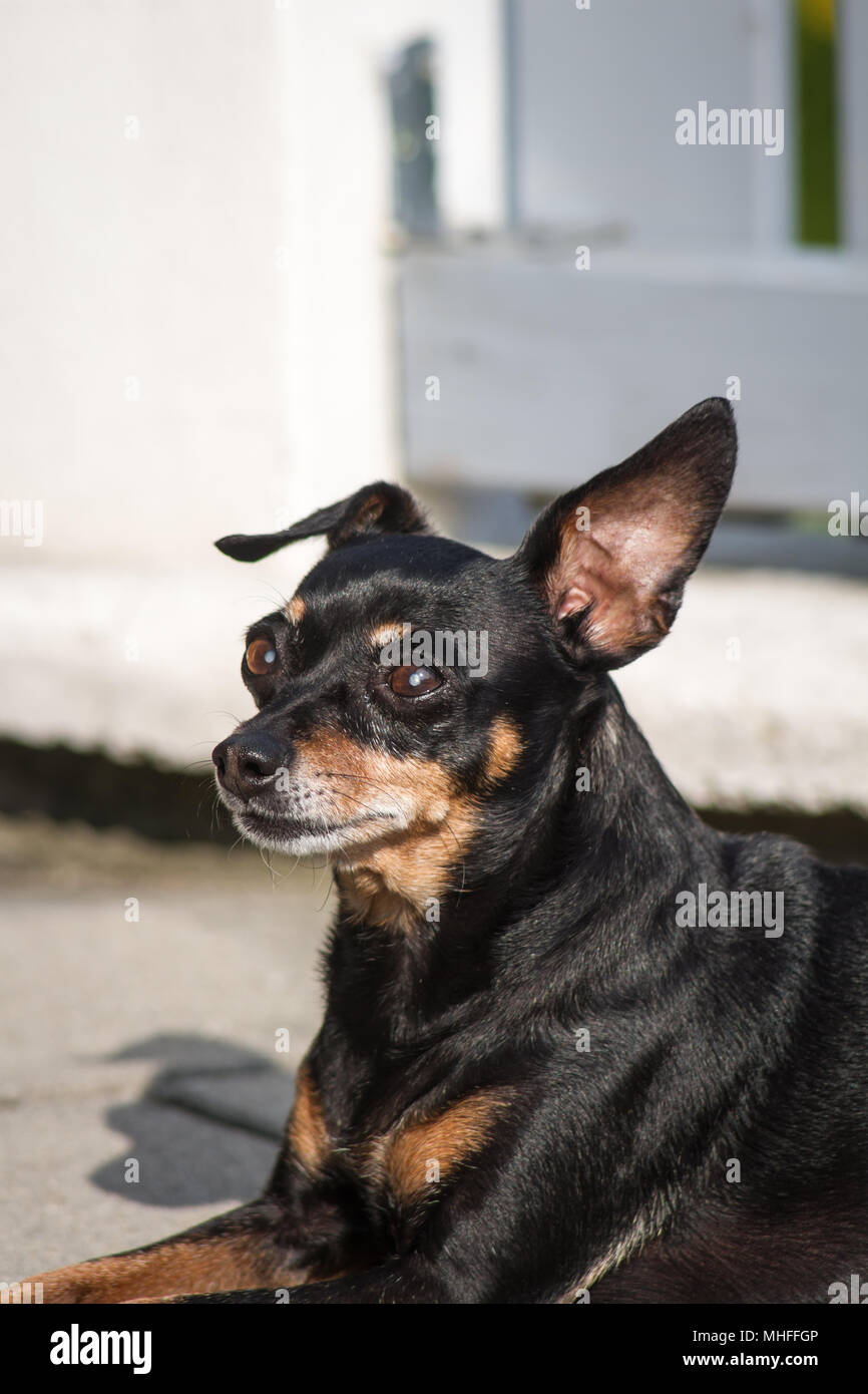 Miniature pinscher godendo il sole Foto Stock