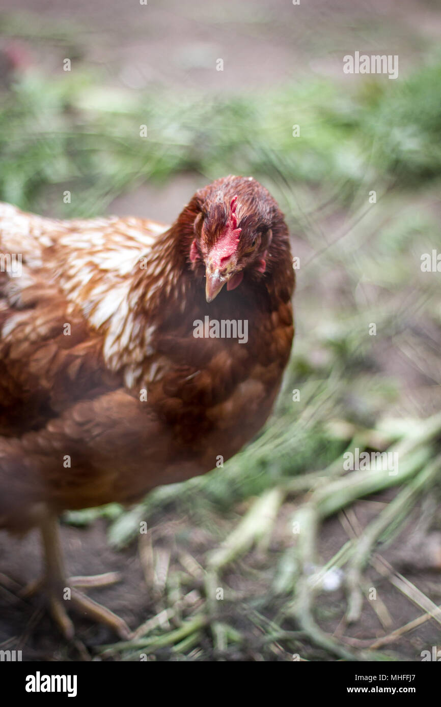 Happy free range di pollo (Gallus gallus domesticus) Foto Stock
