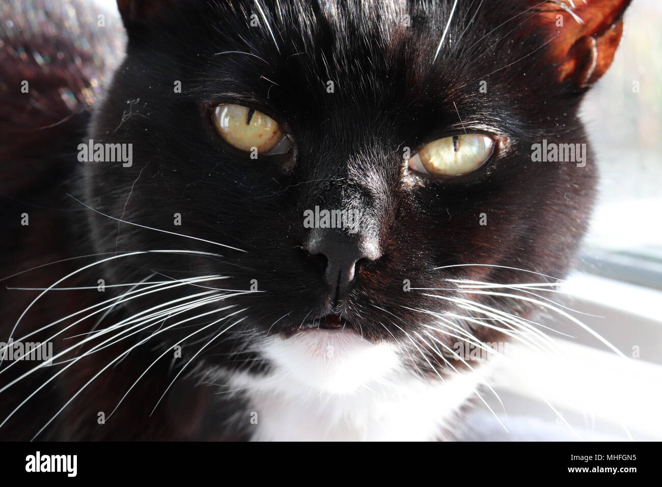Cat Close-up Foto Stock