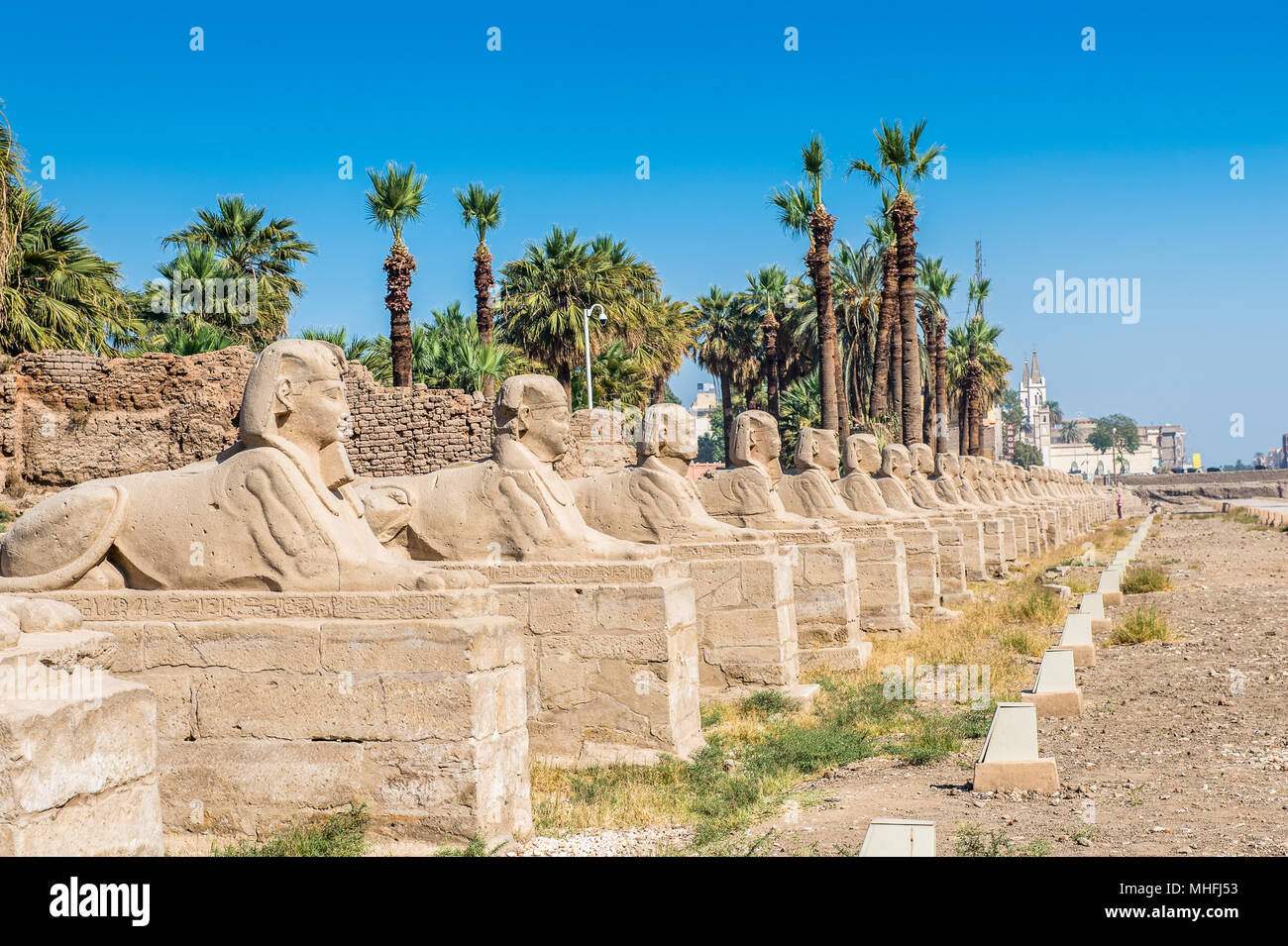 Sphinx stuatue della sfinge vicolo del Tempio di Luxor, un antico e grande tempio egizio, riva orientale del Nilo in Egitto. Patrimonio Mondiale UNESCO Foto Stock