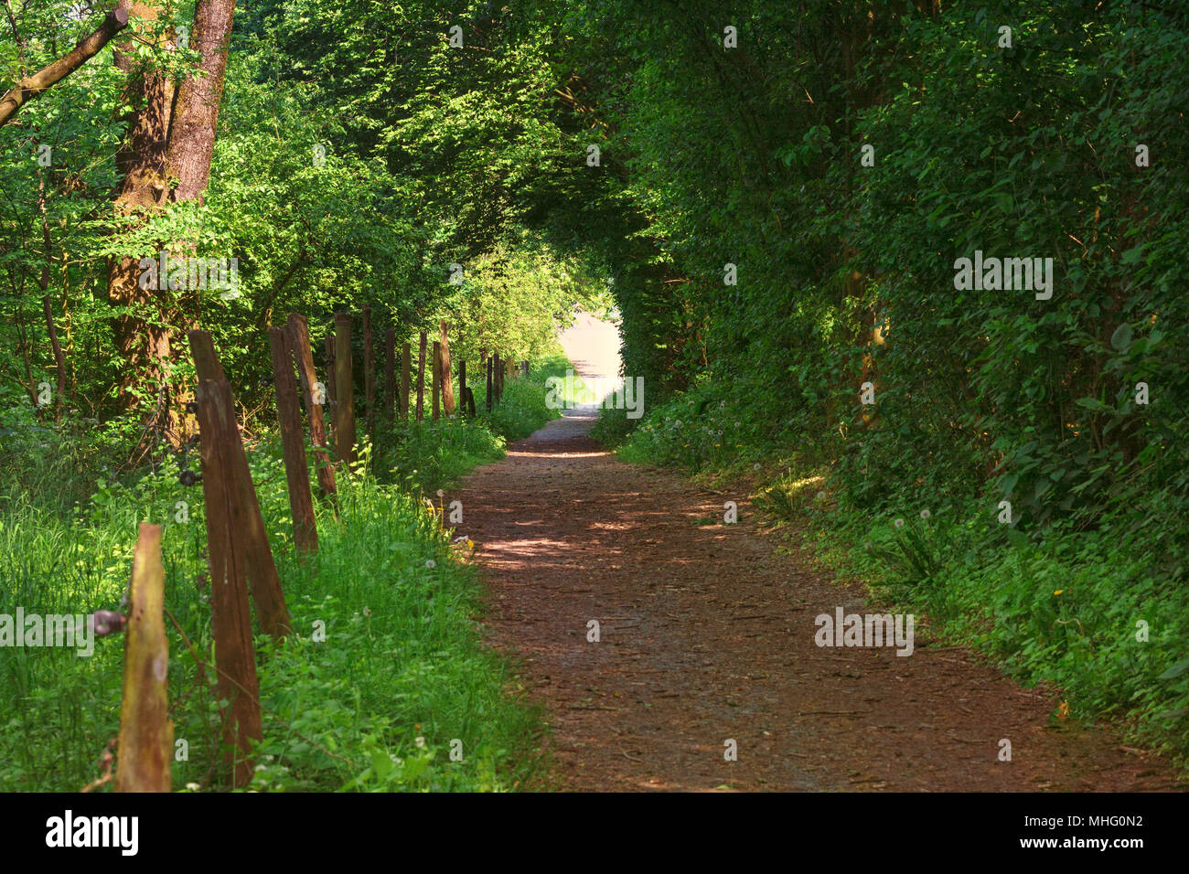 Contaminano, stretto sentiero attraverso la foresta nella città di Heiligenhaus verso l' Abtskuecher pond. Foto Stock