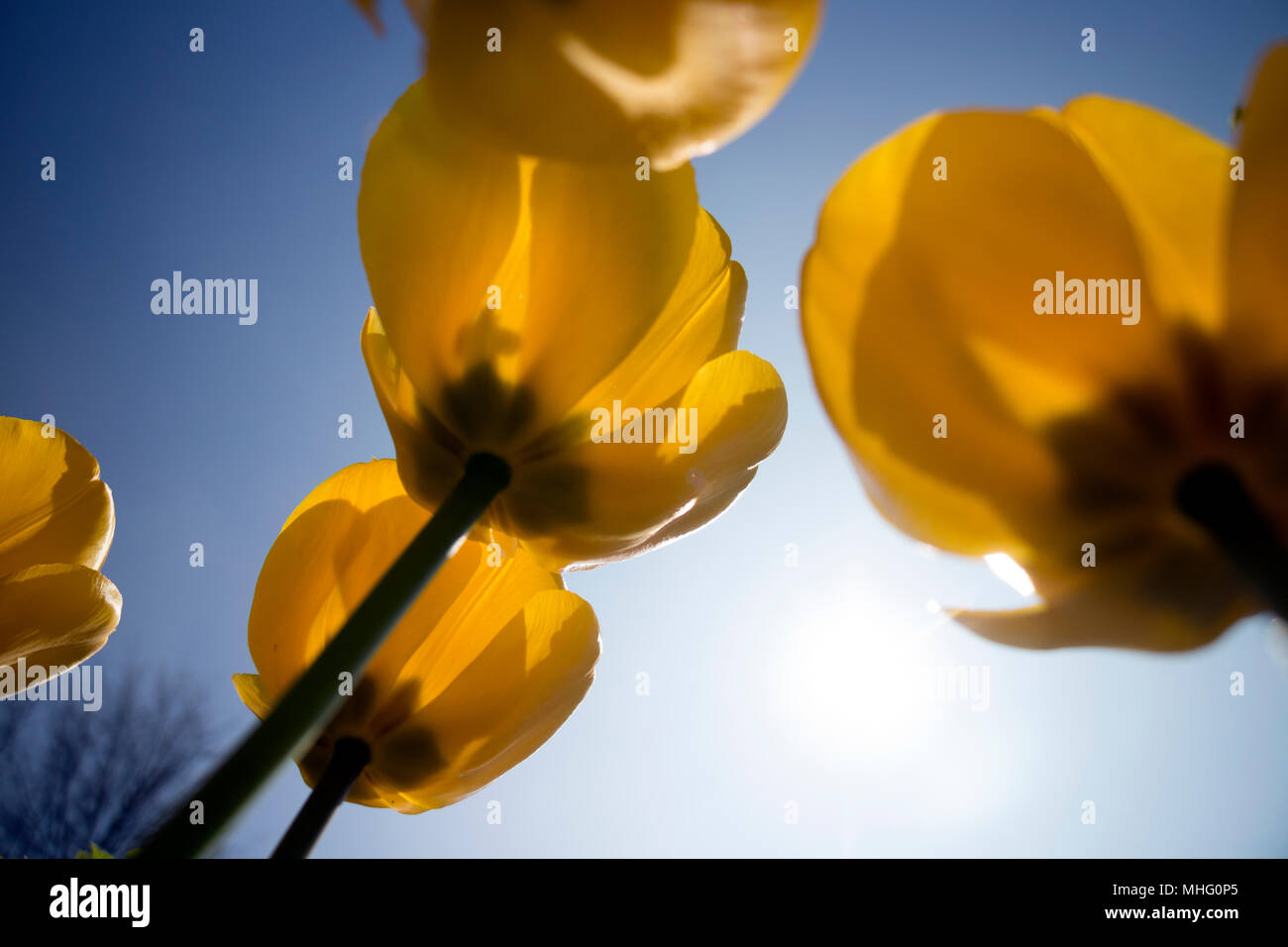 Tulipani gialli, visualizzare fino al cielo Foto Stock