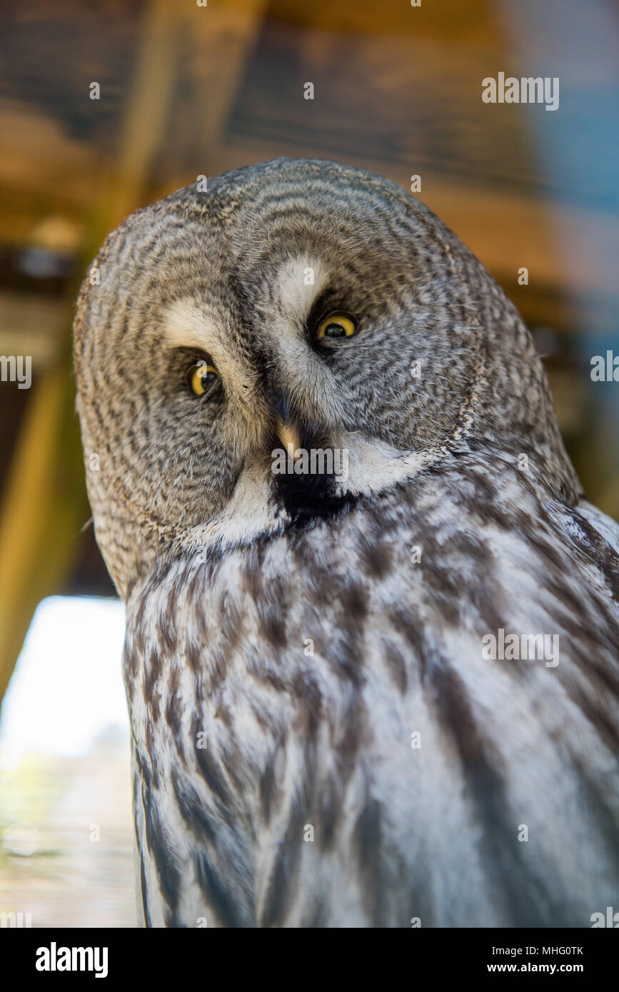 Ritratto di grande gufo grigio o Lapponia Allocco, Strix nebulosa Foto Stock