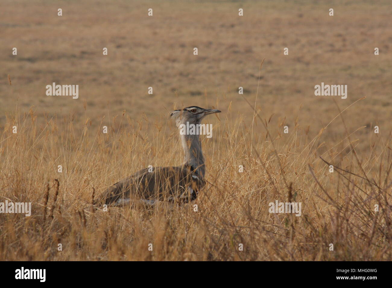 Kori Bustard a piedi attraverso le erbe secche nel cratere Ngorogoro Parco Nazionale Foto Stock