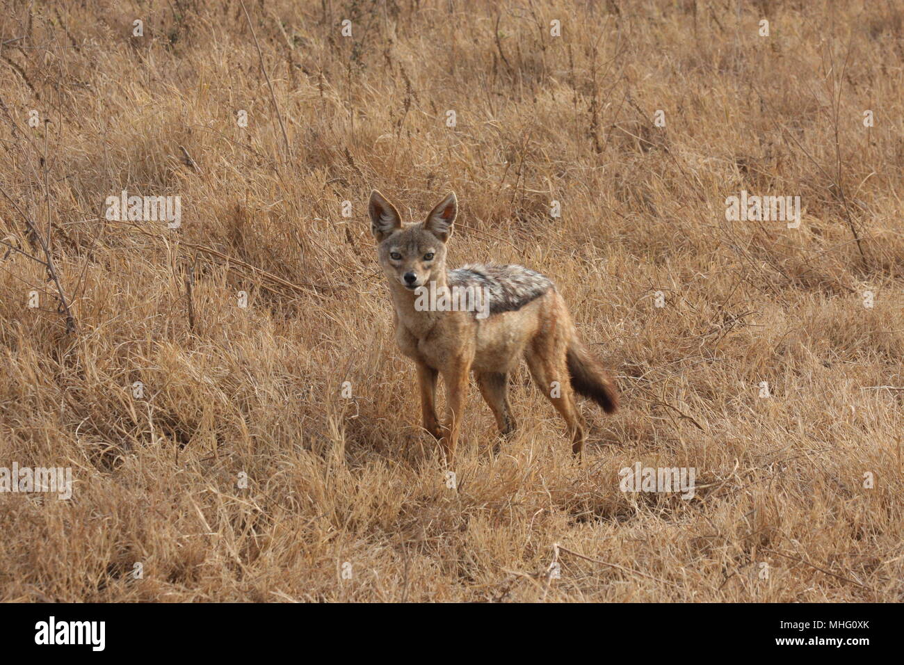 Nero-backed Jackal nel cratere Ngorogoro Foto Stock