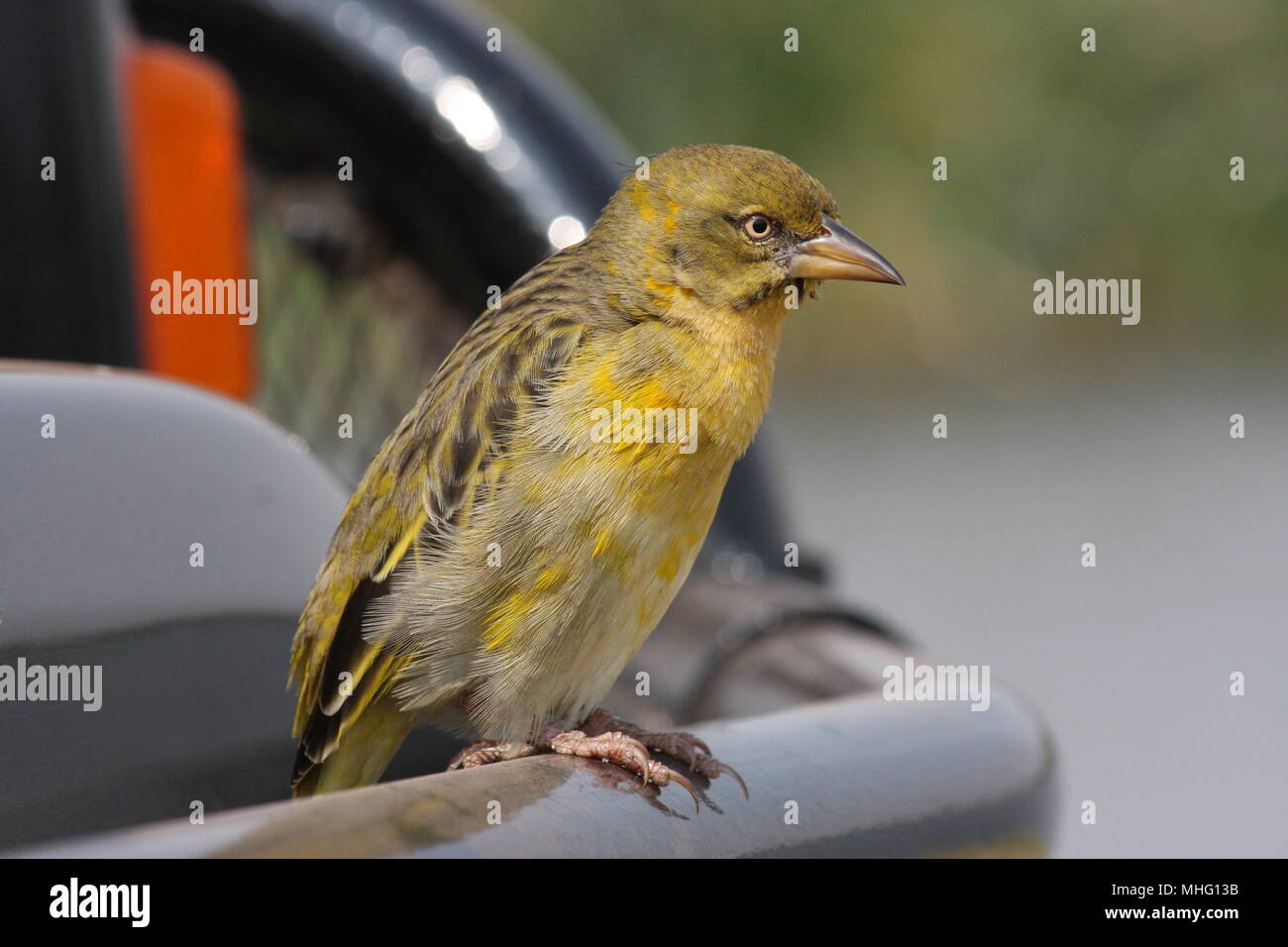 Speke's Weaver bird, femmina, appollaiato su un paraurti per auto Foto Stock