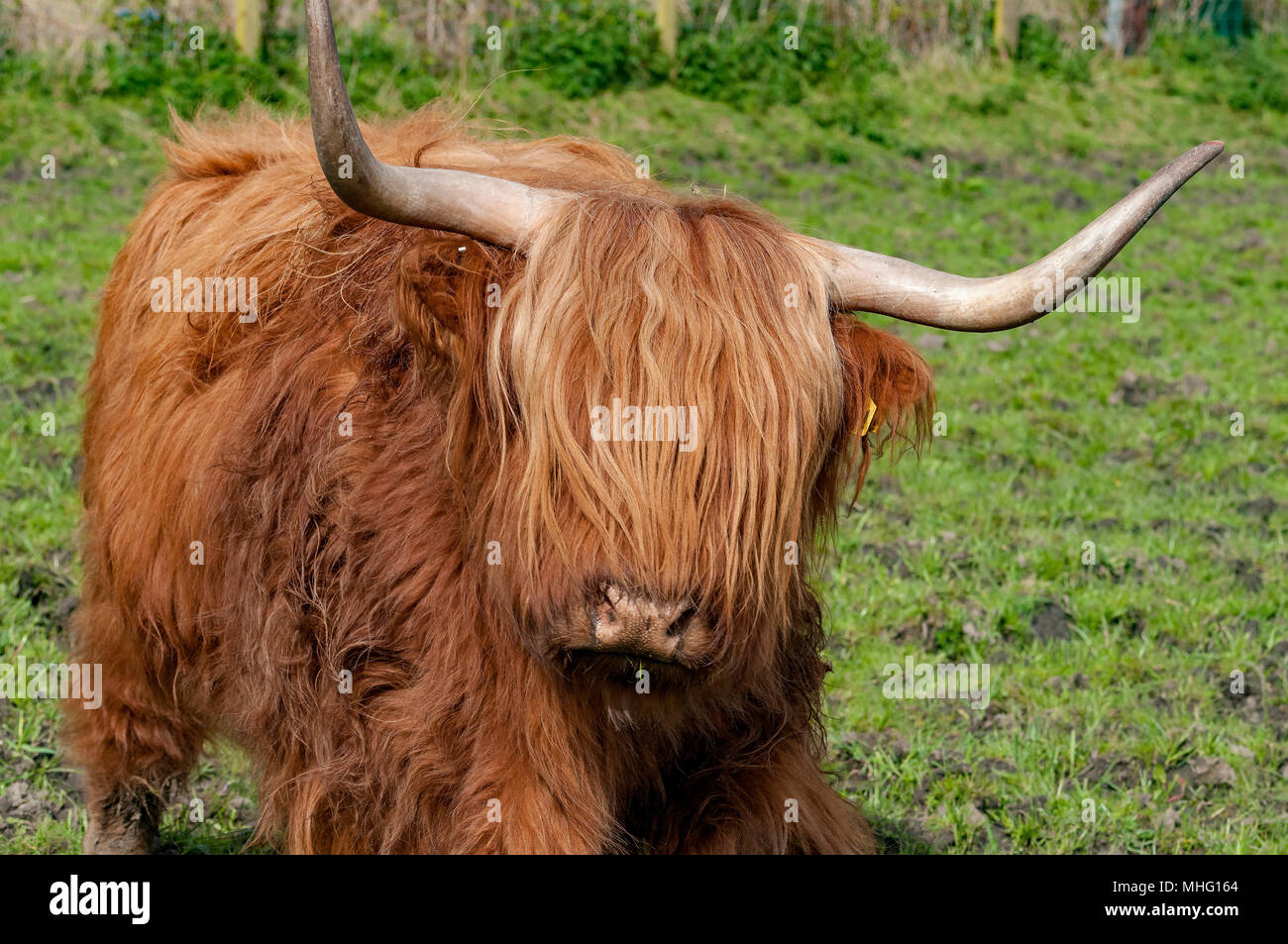 Mucca dell'altopiano Foto Stock