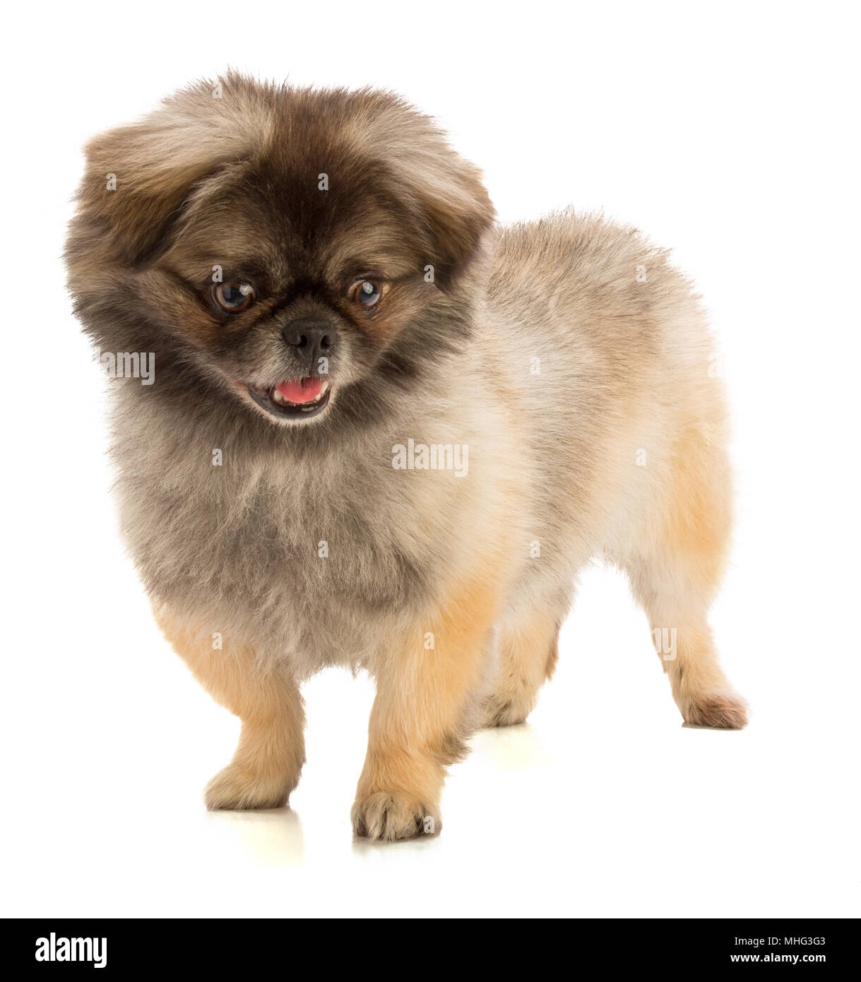 Pekingese dog in stand su sfondo bianco Foto Stock