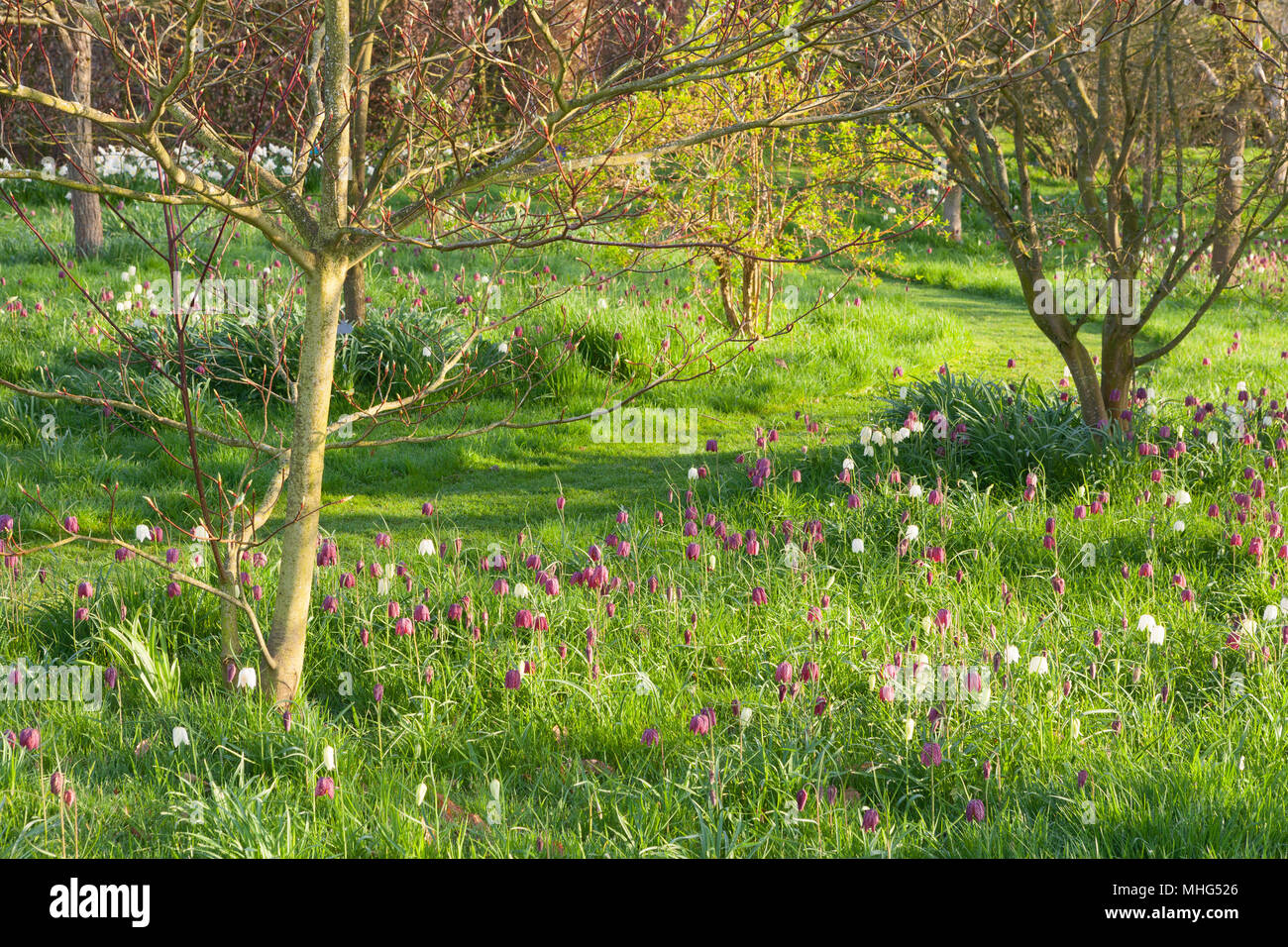 Felley Priory Gardens, Felley Priory, Underwood, Nottinghamshire, Regno Unito. Molla, aprile 2018. Foto Stock