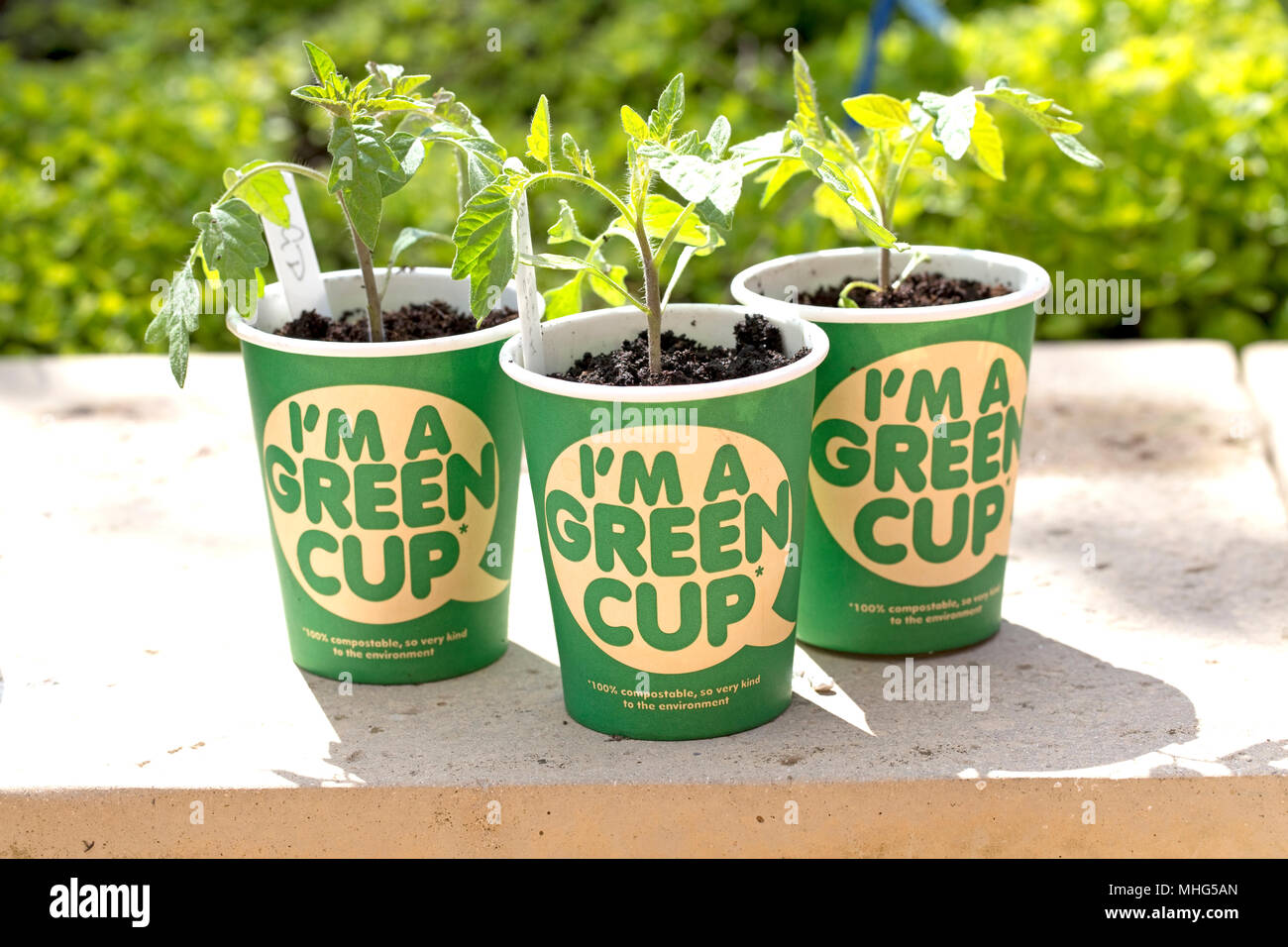 100% compostabile riciclabile verde tazze da caffè fatta con assenza di plastica REGNO UNITO Foto Stock