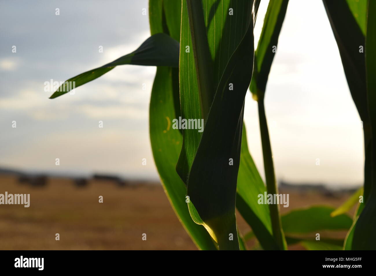 Wild Wild West Foto Stock