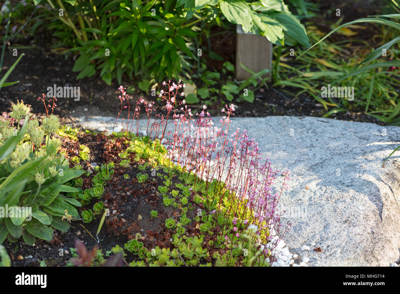 London Pride, Porslinsbräcka (Saxifraga urbium) Foto Stock