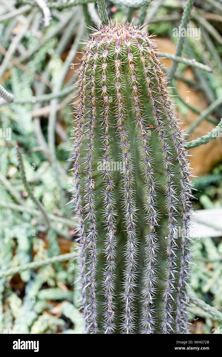 Saguaro, Saguarokaktus (Carnegia Gigantea) Foto Stock