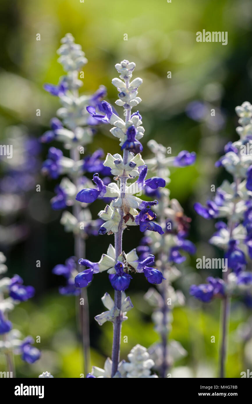 "Se trata' farinoso Salvia, Daggsalvia (Salvia farinacea) Foto Stock