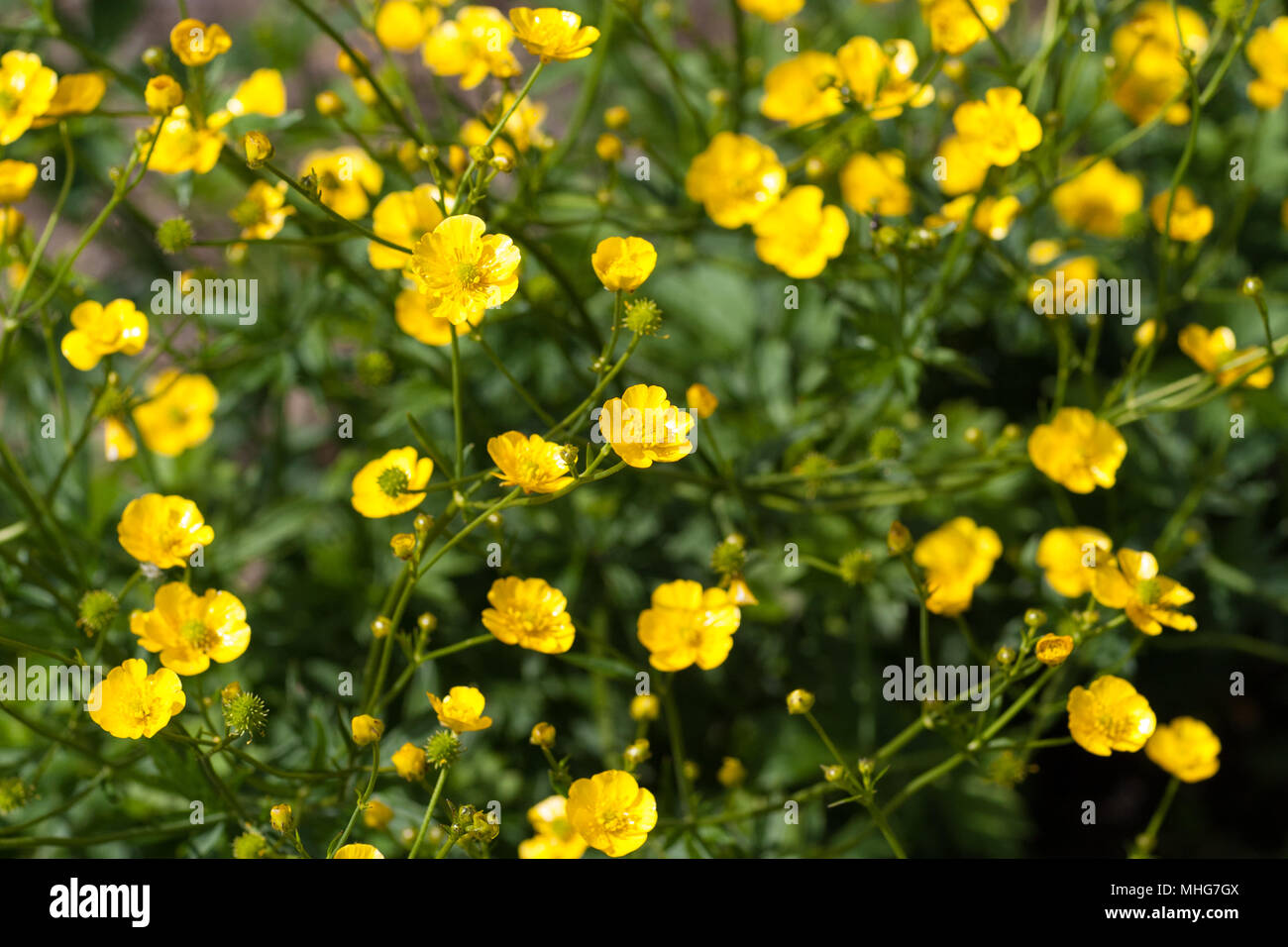 Ranuncolo alti, Smörblomma (Ranunculus acris) Foto Stock