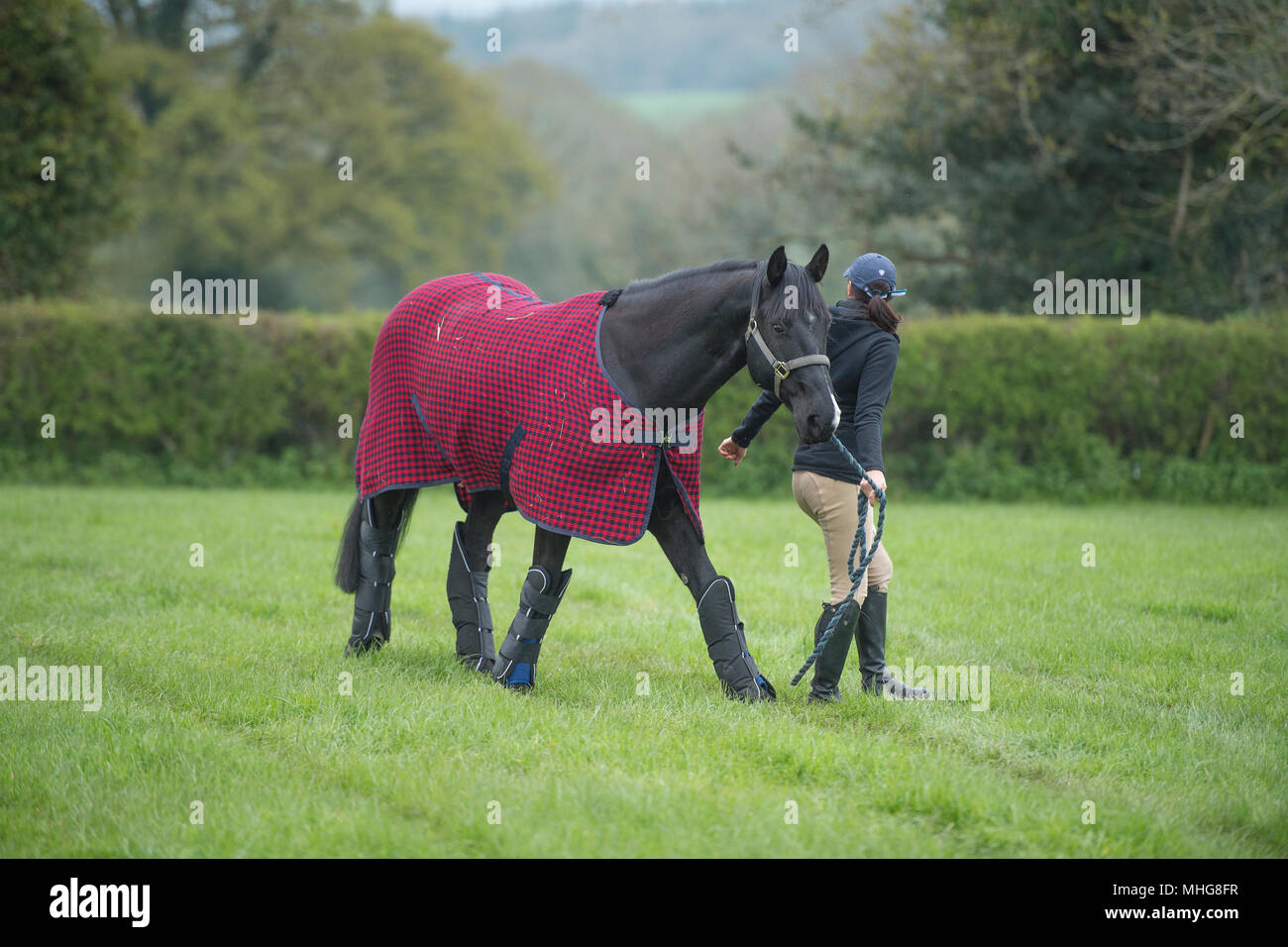 Cavallo che indossa protecion viaggi Foto Stock