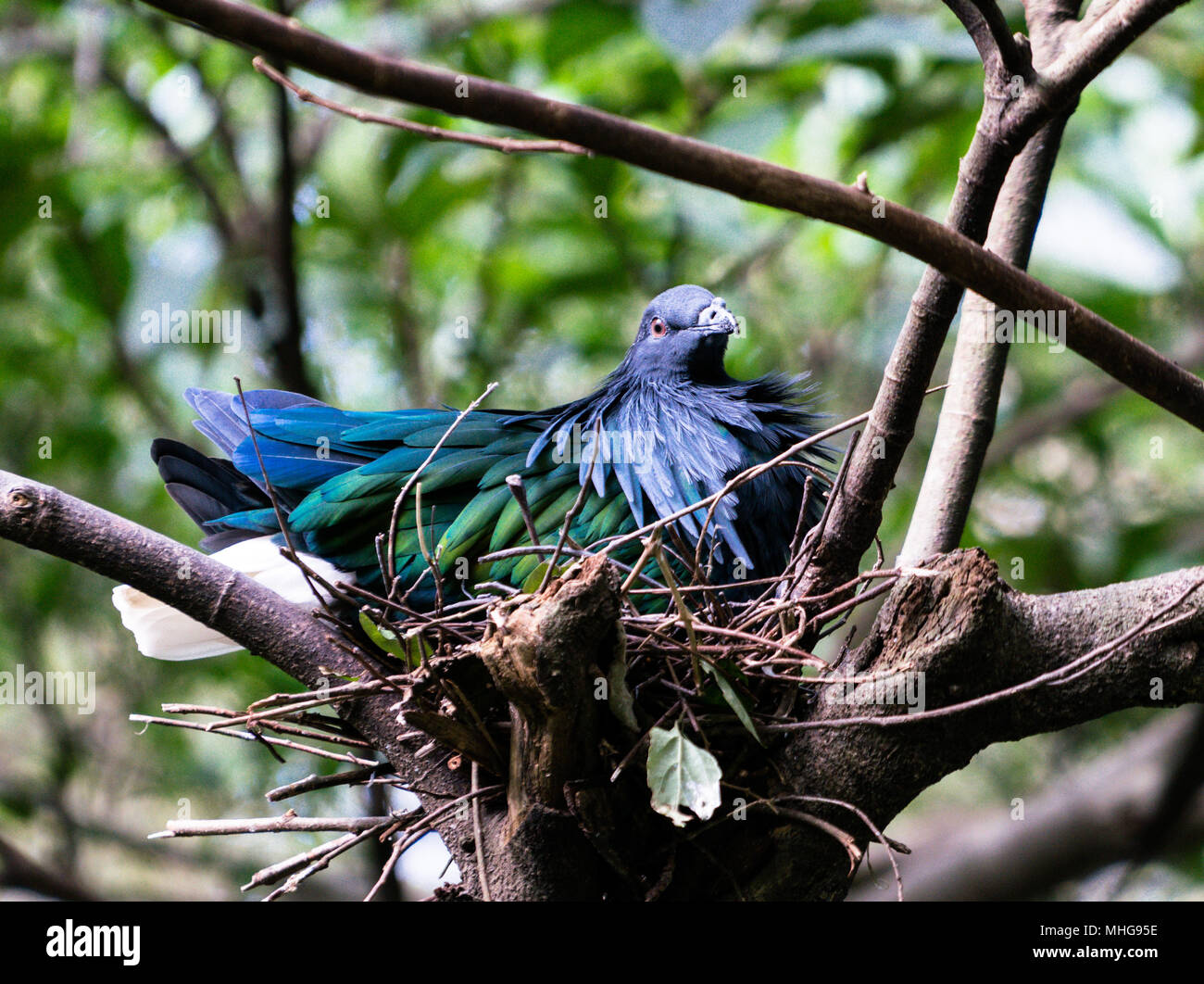 Nicobare pigeon uccello o Caloenas nicobarica in un nido Foto Stock