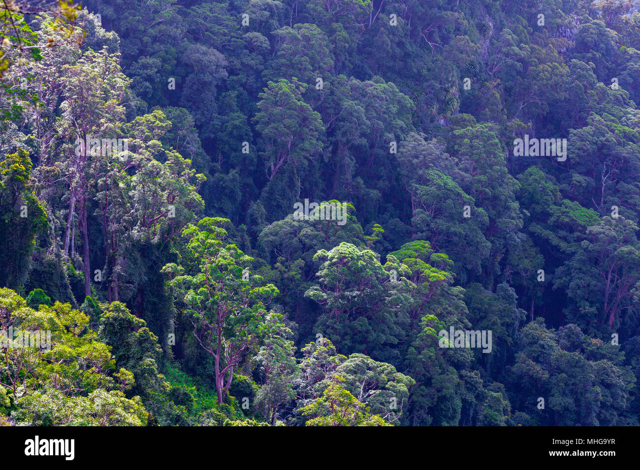 Gli alberi di gomma in una splendida foresta. Queensland, Australia. Foto Stock