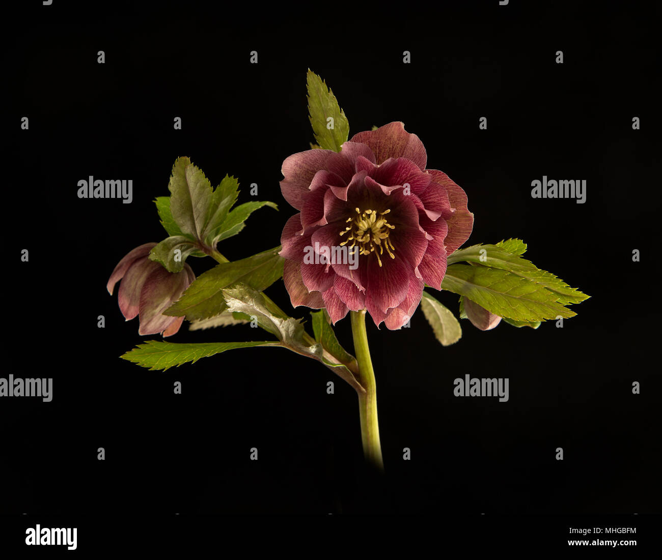Double-l'Elleboro fiorito set contro uno sfondo nero. Foto Stock