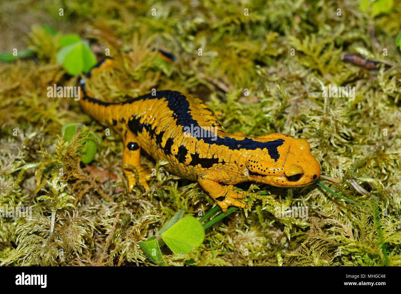 Macro di Salamandra salamandra bernardezi presi in Galizia, Spagna. Foto Stock