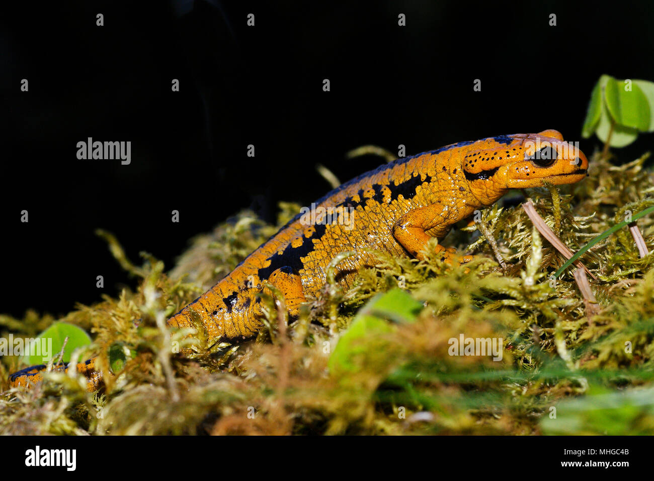 Macro di Salamandra salamandra bernardezi presi in Galizia, Spagna. Foto Stock