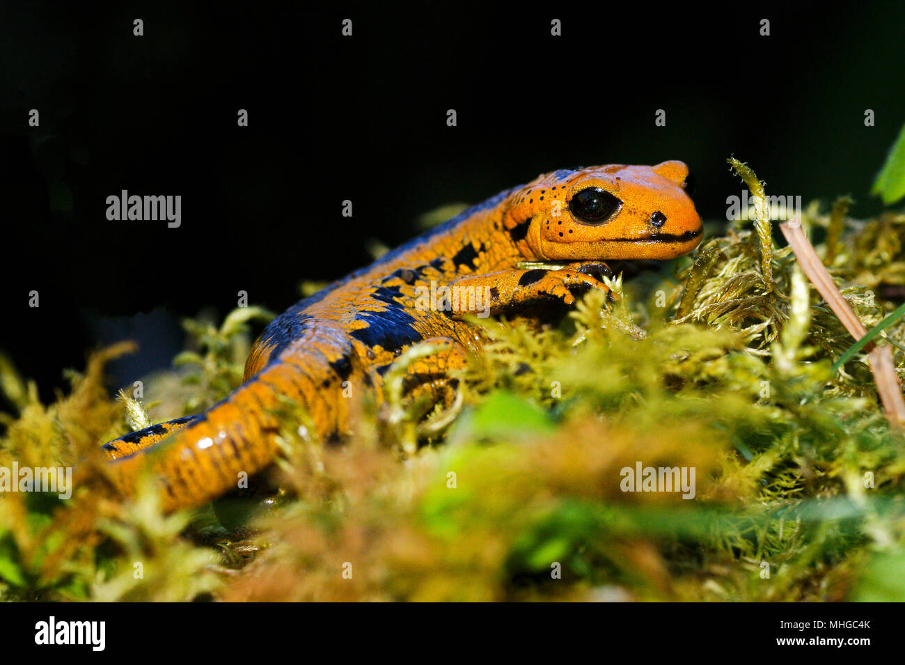 Macro di Salamandra salamandra bernardezi presi in Galizia, Spagna. Foto Stock