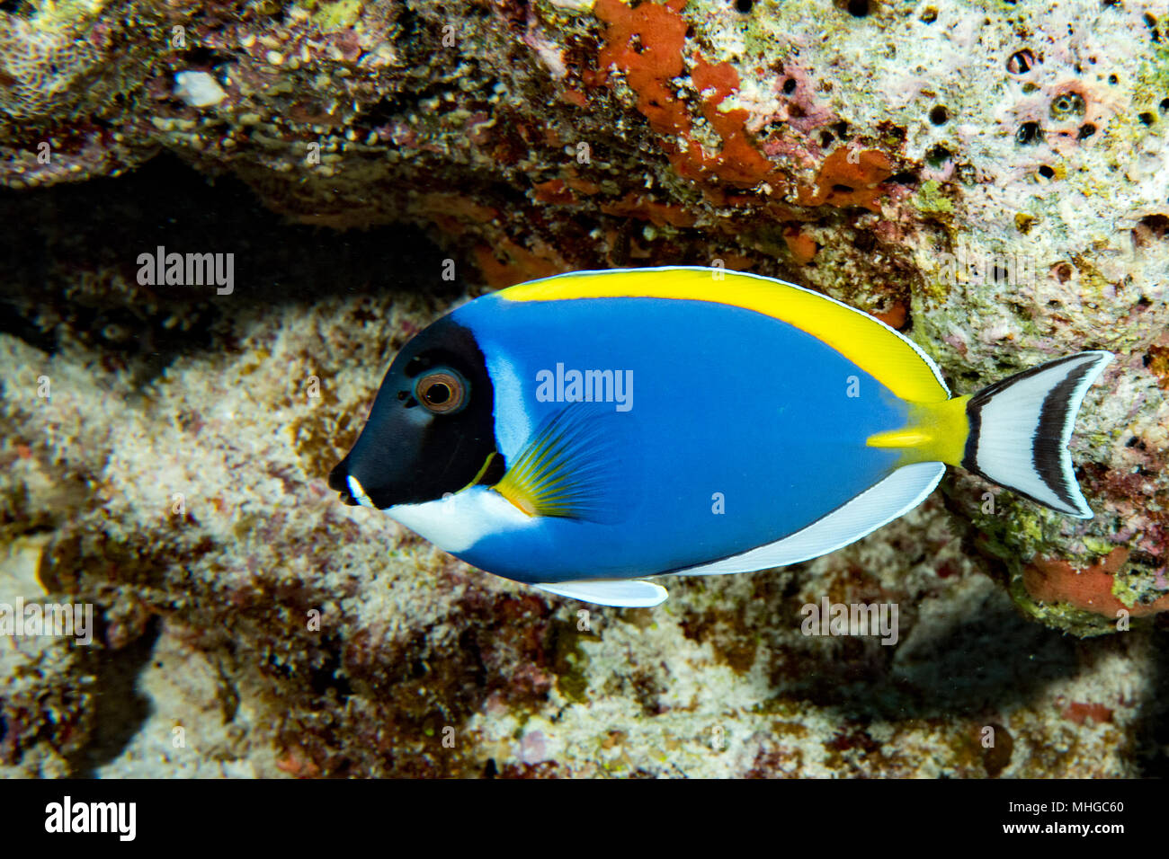 Pesce chirurgo in blu durante le immersioni in Maldive Foto stock - Alamy