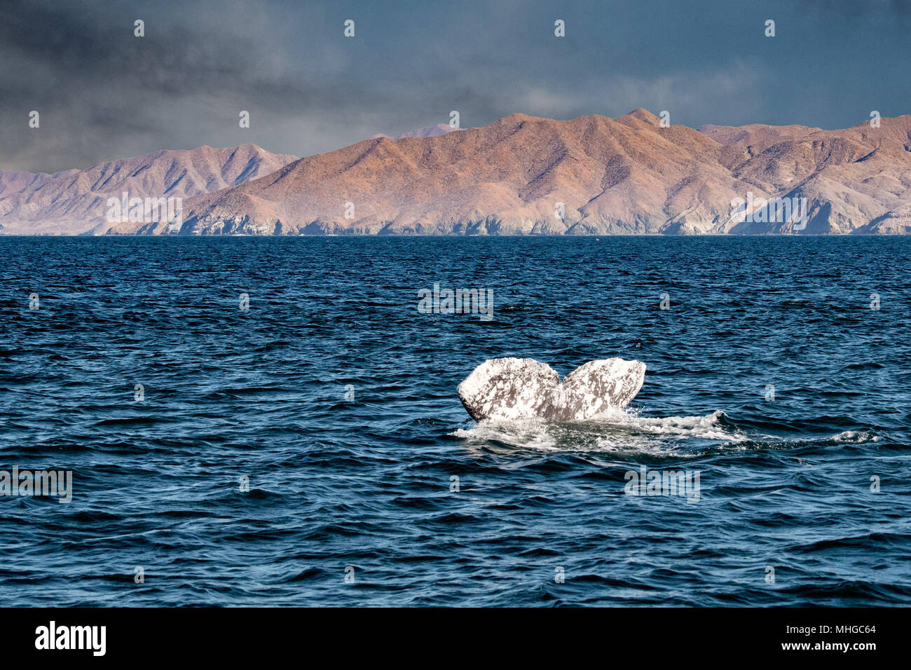 Grigio di coda di balena scendendo in oceano pacifico al tramonto Foto Stock