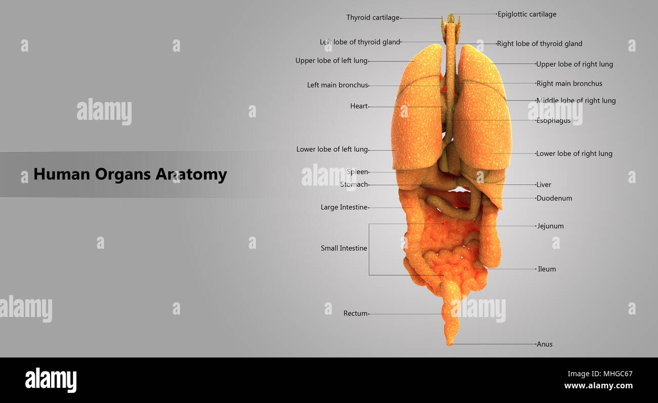 Corpo Umano organi interni con etichetta anatomia Design vista posteriore Foto Stock