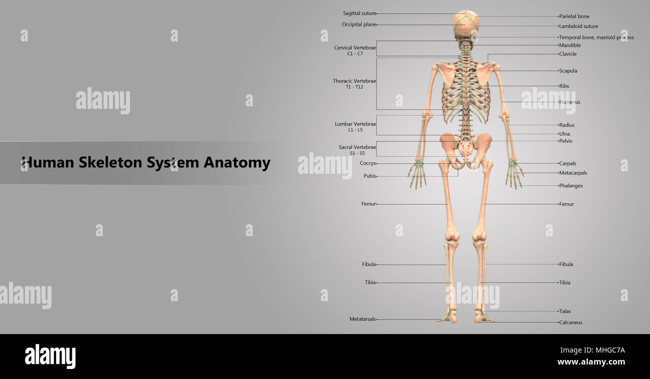 Scheletro umano sistema con etichetta anatomia Design vista posteriore Foto Stock