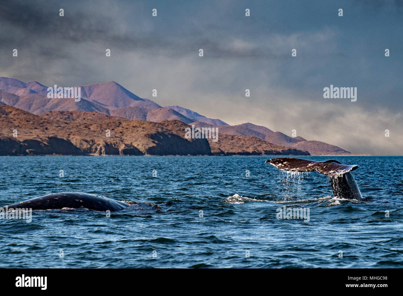 Grigio di coda di balena scendendo in oceano pacifico al tramonto Foto Stock