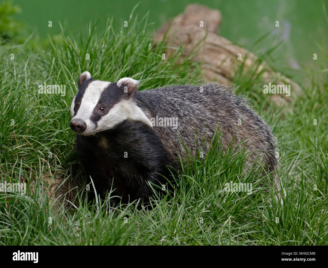 Eurasian Badger (Meles meles) Foto Stock