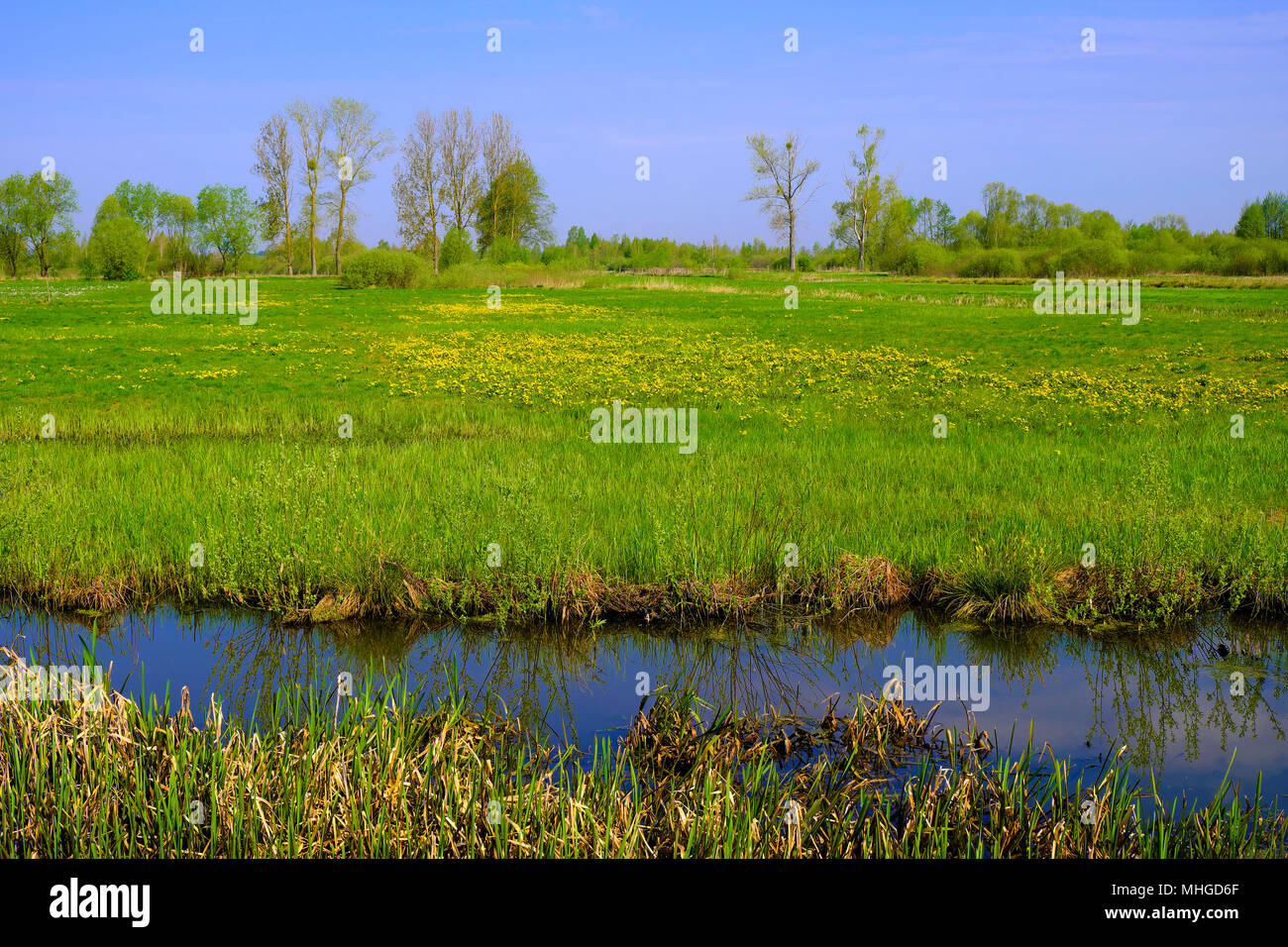 Vista panoramica delle zone umide coperto con inizio primavera erba verde e boschi nel fiume Biebrza Wildlife Refuge in Polonia nord-orientale. Foto Stock