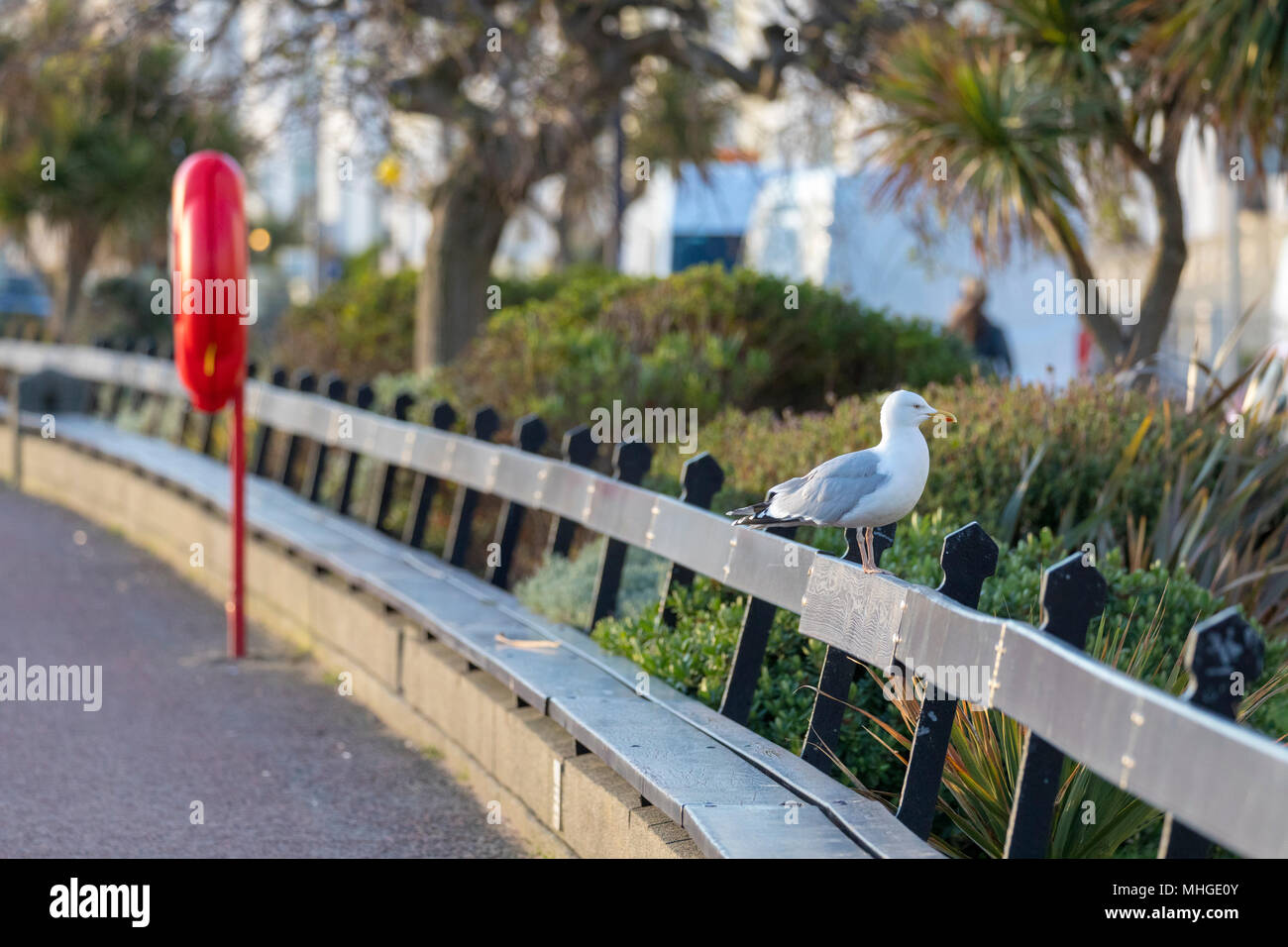 Un grande gabbiano appollaiato sul lungomare posti a sedere al banco con red life bouy sullo sfondo alla famosa località balneare di Llandudno, Galles Foto Stock