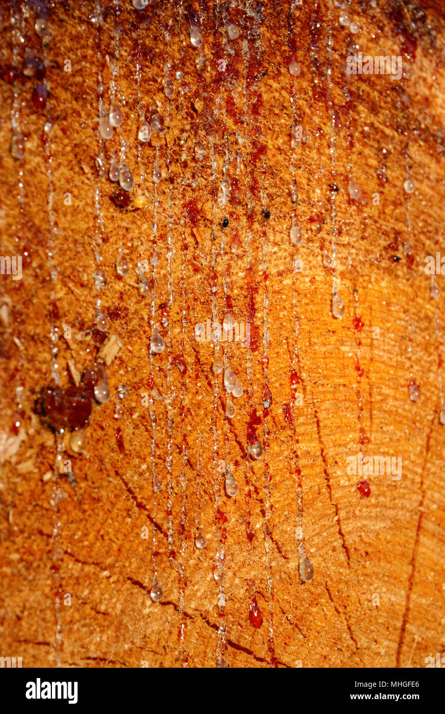 Gocciolamento di resina dal tronco di un taglio di alberi di pino. Profondità di campo. Foto Stock