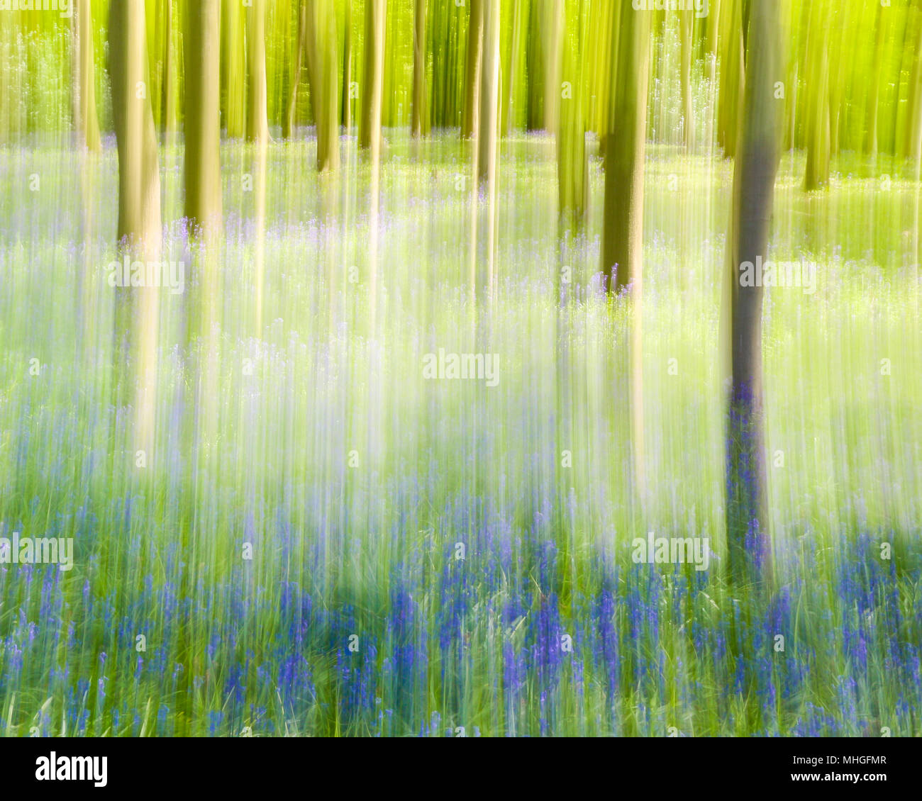 Arte immagine di inglese bluebell legno in primavera Foto Stock