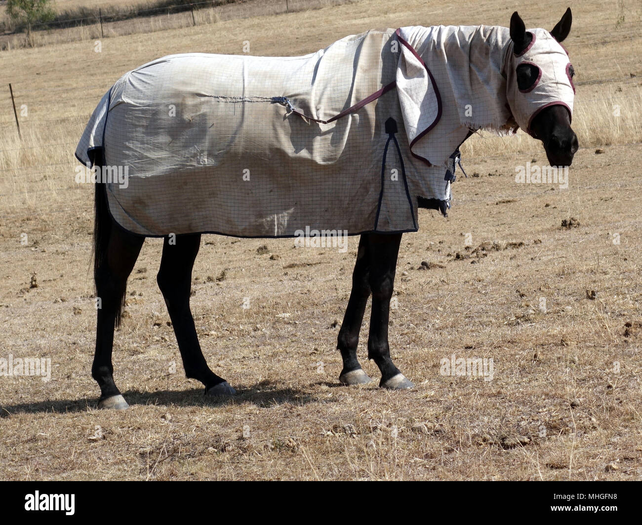 Un cavallo attento in un paddock in Australia rurale completo con il suo inverno rivestimento protettivo Foto Stock